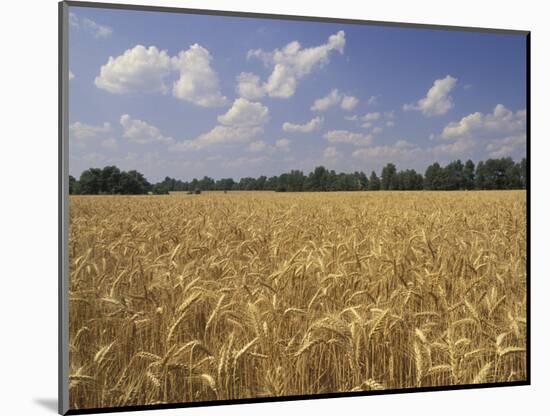 Wheat Crop, Tennessee, USA-Adam Jones-Mounted Photographic Print