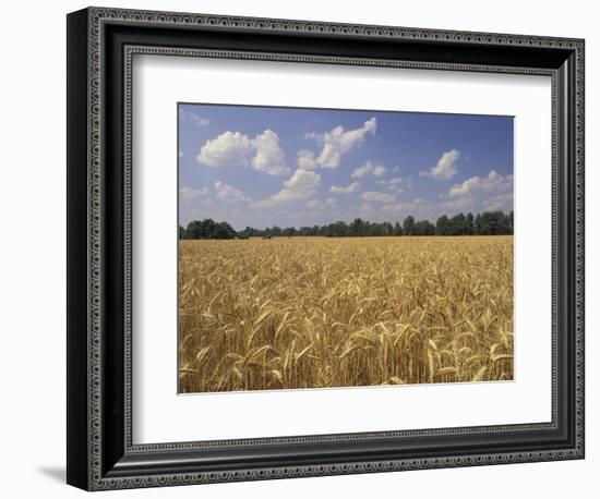 Wheat Crop, Tennessee, USA-Adam Jones-Framed Photographic Print