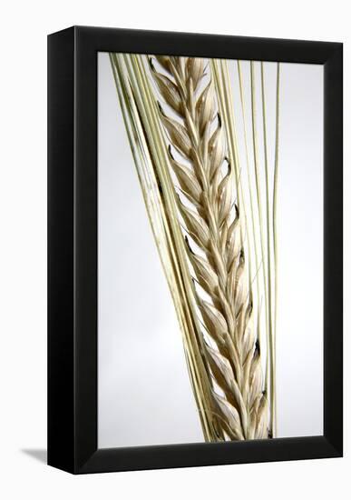 Wheat Ear (Triticum Sp.)-Victor De Schwanberg-Framed Premier Image Canvas