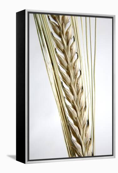 Wheat Ear (Triticum Sp.)-Victor De Schwanberg-Framed Premier Image Canvas