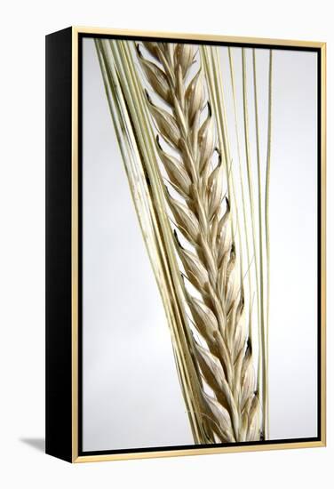 Wheat Ear (Triticum Sp.)-Victor De Schwanberg-Framed Premier Image Canvas