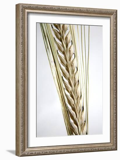 Wheat Ear (Triticum Sp.)-Victor De Schwanberg-Framed Photographic Print