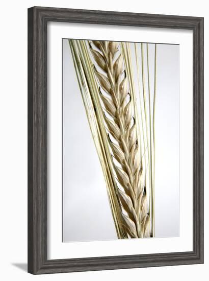 Wheat Ear (Triticum Sp.)-Victor De Schwanberg-Framed Photographic Print