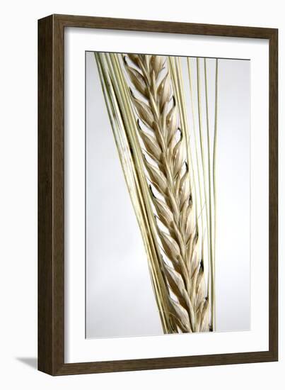 Wheat Ear (Triticum Sp.)-Victor De Schwanberg-Framed Photographic Print