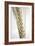 Wheat Ear (Triticum Sp.)-Victor De Schwanberg-Framed Photographic Print