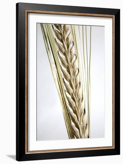 Wheat Ear (Triticum Sp.)-Victor De Schwanberg-Framed Photographic Print