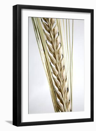 Wheat Ear (Triticum Sp.)-Victor De Schwanberg-Framed Photographic Print