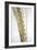 Wheat Ear (Triticum Sp.)-Victor De Schwanberg-Framed Photographic Print