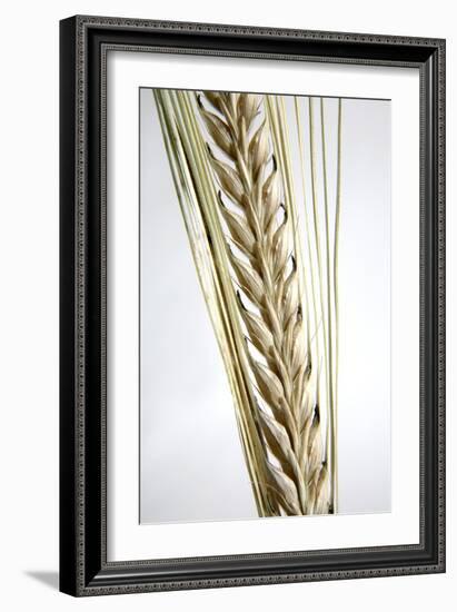 Wheat Ear (Triticum Sp.)-Victor De Schwanberg-Framed Photographic Print