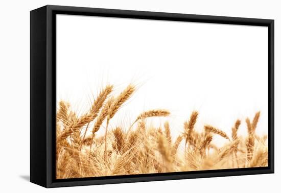 Wheat Ears Isolated on White.-Sofiaworld-Framed Premier Image Canvas