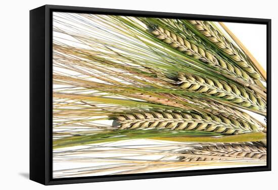 Wheat Ears (Triticum Sp.)-Victor De Schwanberg-Framed Premier Image Canvas