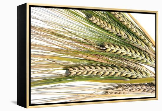 Wheat Ears (Triticum Sp.)-Victor De Schwanberg-Framed Premier Image Canvas