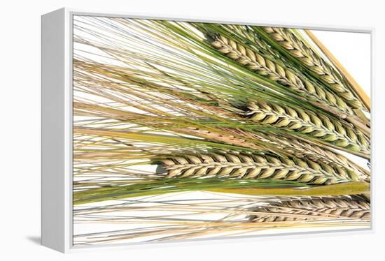 Wheat Ears (Triticum Sp.)-Victor De Schwanberg-Framed Premier Image Canvas