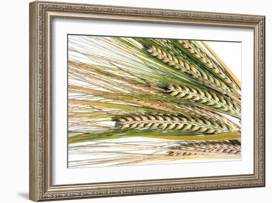 Wheat Ears (Triticum Sp.)-Victor De Schwanberg-Framed Photographic Print