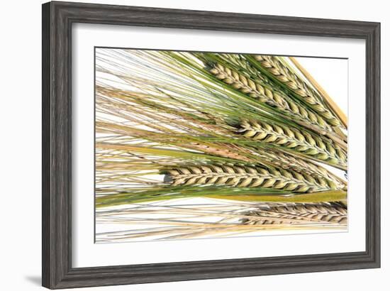 Wheat Ears (Triticum Sp.)-Victor De Schwanberg-Framed Photographic Print