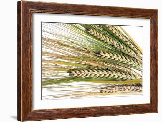 Wheat Ears (Triticum Sp.)-Victor De Schwanberg-Framed Photographic Print