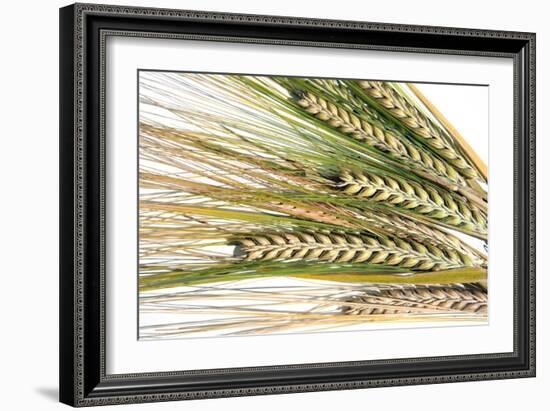 Wheat Ears (Triticum Sp.)-Victor De Schwanberg-Framed Photographic Print