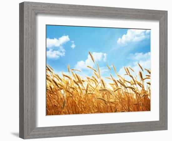 Wheat Field Against Blue Sky-Li Ding-Framed Premium Photographic Print