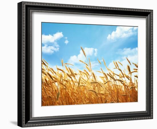 Wheat Field Against Blue Sky-Li Ding-Framed Premium Photographic Print