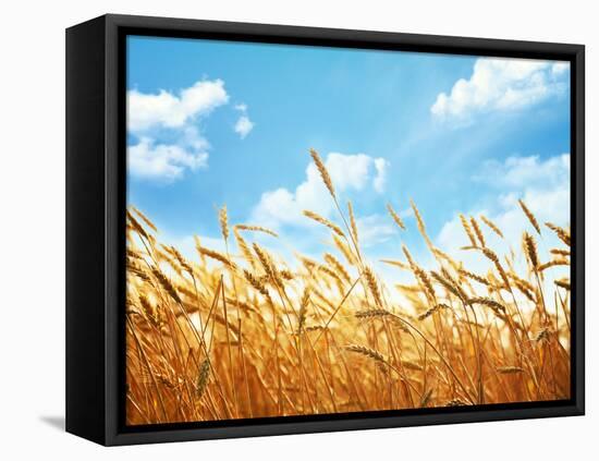 Wheat Field Against Blue Sky-Li Ding-Framed Premier Image Canvas