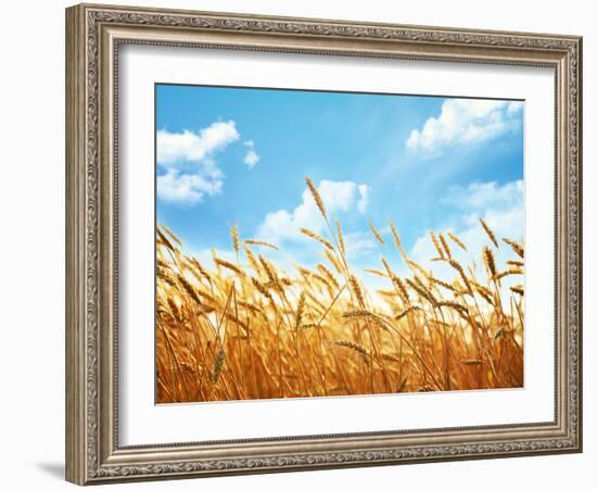 Wheat Field Against Blue Sky-Li Ding-Framed Photographic Print