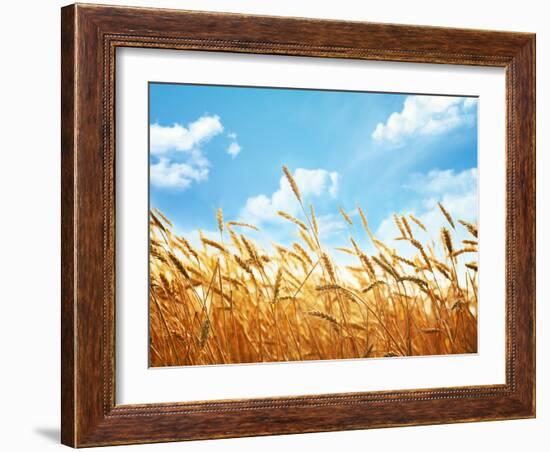 Wheat Field Against Blue Sky-Li Ding-Framed Photographic Print