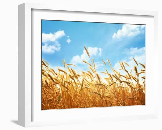 Wheat Field Against Blue Sky-Li Ding-Framed Photographic Print