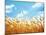 Wheat Field Against Blue Sky-Li Ding-Mounted Photographic Print