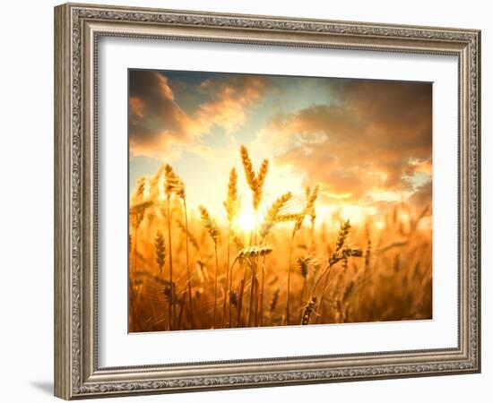 Wheat Field Against Golden Sunset, Shallow Dof-Li Ding-Framed Photographic Print