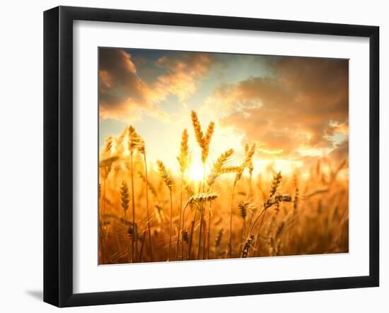 Wheat Field Against Golden Sunset, Shallow Dof-Li Ding-Framed Photographic Print