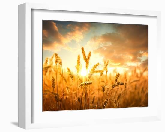 Wheat Field Against Golden Sunset, Shallow Dof-Li Ding-Framed Photographic Print