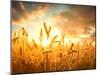 Wheat Field Against Golden Sunset, Shallow Dof-Li Ding-Mounted Photographic Print
