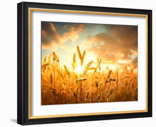 Wheat Field Against Golden Sunset, Shallow Dof-Li Ding-Framed Photographic Print