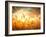 Wheat Field Against Golden Sunset, Shallow Dof-Li Ding-Framed Photographic Print