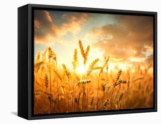 Wheat Field Against Golden Sunset, Shallow Dof-Li Ding-Framed Premier Image Canvas