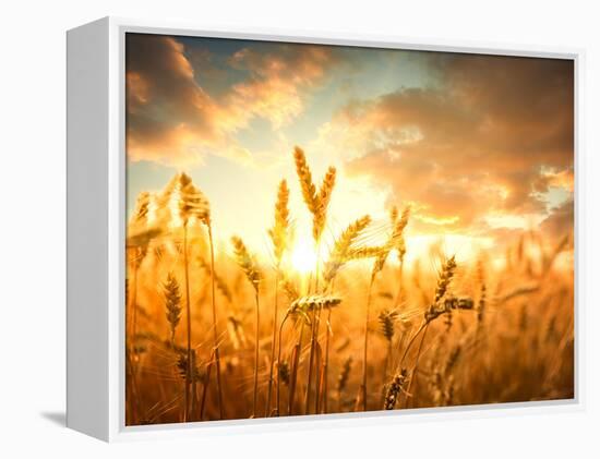 Wheat Field Against Golden Sunset, Shallow Dof-Li Ding-Framed Premier Image Canvas