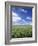 Wheat Field and Blue Sky with White Clouds in England, United Kingdom, Europe-Nigel Francis-Framed Photographic Print