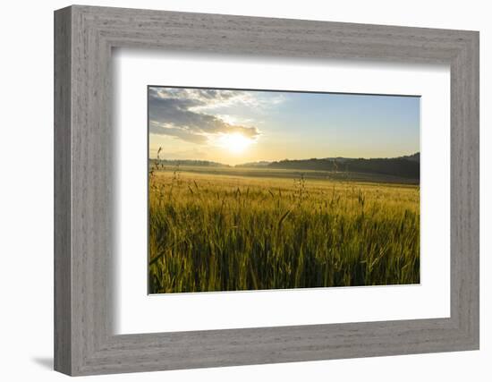 Wheat Field at Sunrise, Austria, Hardegg-Volker Preusser-Framed Photographic Print