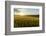 Wheat Field at Sunrise, Austria, Hardegg-Volker Preusser-Framed Photographic Print