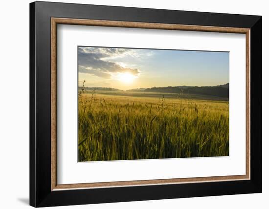 Wheat Field at Sunrise, Austria, Hardegg-Volker Preusser-Framed Photographic Print