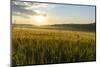 Wheat Field at Sunrise, Austria, Hardegg-Volker Preusser-Mounted Photographic Print
