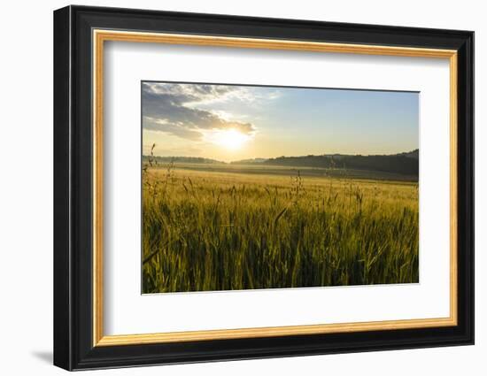 Wheat Field at Sunrise, Austria, Hardegg-Volker Preusser-Framed Photographic Print