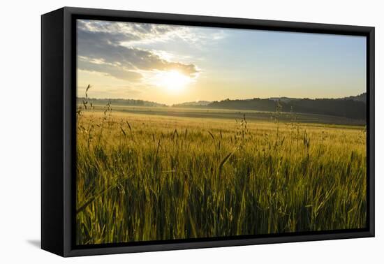 Wheat Field at Sunrise, Austria, Hardegg-Volker Preusser-Framed Premier Image Canvas