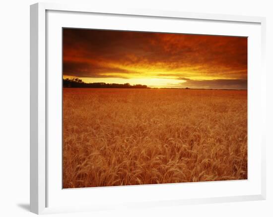Wheat Field at Sunset-null-Framed Photographic Print