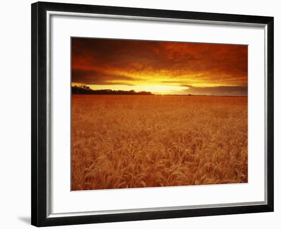 Wheat Field at Sunset-null-Framed Photographic Print