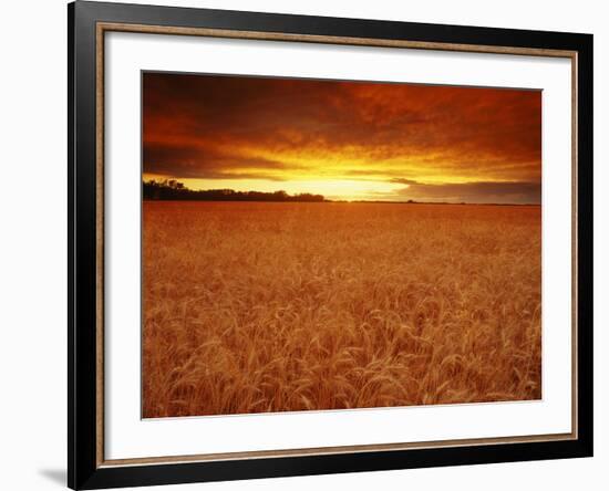 Wheat Field at Sunset-null-Framed Photographic Print