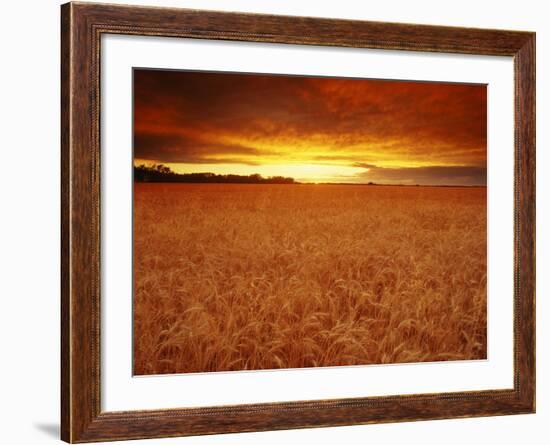 Wheat Field at Sunset-null-Framed Photographic Print