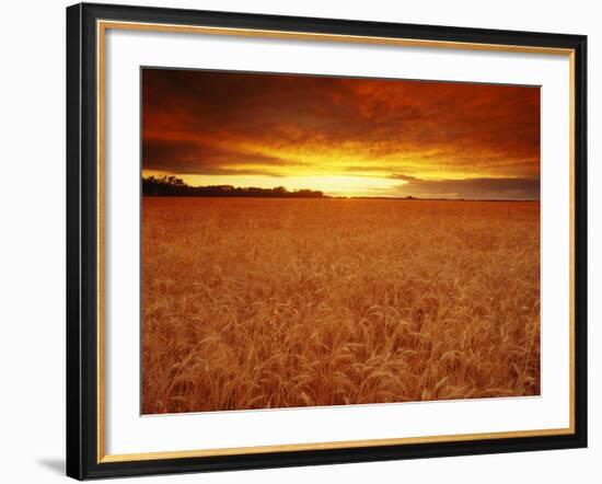 Wheat Field at Sunset-null-Framed Photographic Print