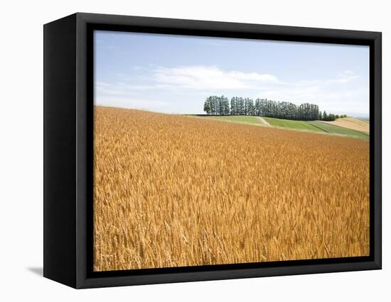 Wheat field, Biei, Hokkaido, Japan-Aso Fujita-Framed Premier Image Canvas