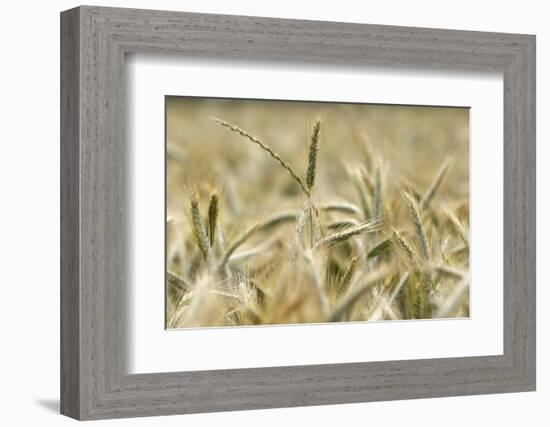 Wheat field, cultivated plants and agriculture, Yonne, France, Europe-Godong-Framed Photographic Print